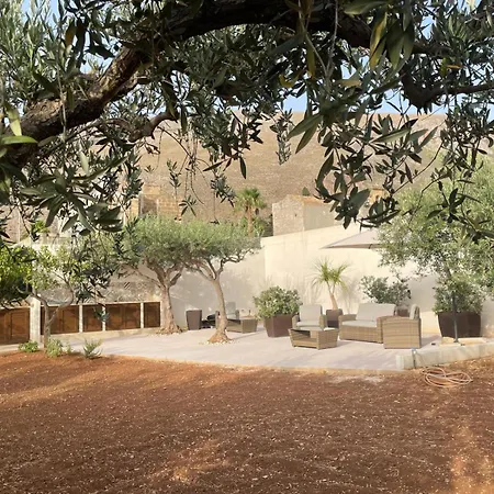 Olea * Castelluzzo