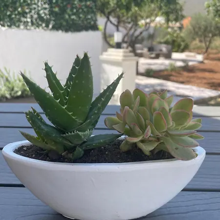 Nocleg ze śniadaniem Olea