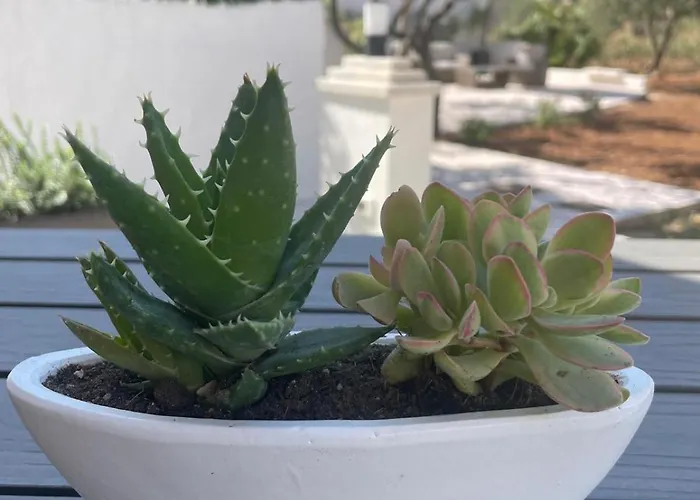 Bed & Breakfast Olea